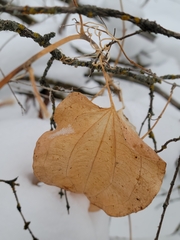 Smilax lasioneura