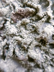 Punctelia subrudecta