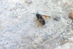 Cimbicidae