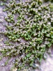 Frullania dilatata