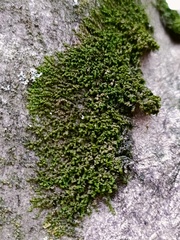 Frullania dilatata