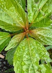 Acalypha australis