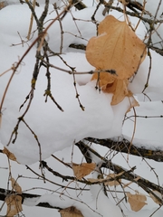 Smilax lasioneura