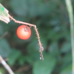 Solanum capsicoides