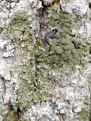 Melanelixia glabratula