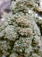 Melanelixia glabratula