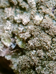 Melanelixia glabratula