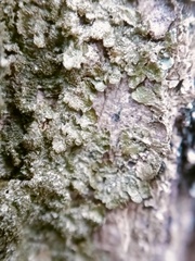 Melanelixia glabratula