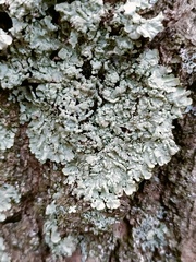 Flavoparmelia soredians