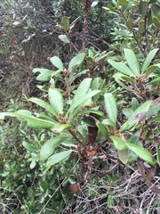 Comarostaphylis diversifolia