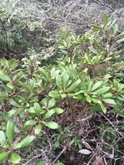 Comarostaphylis diversifolia