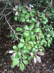 Comarostaphylis diversifolia