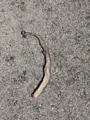 Nerodia sipedon insularum