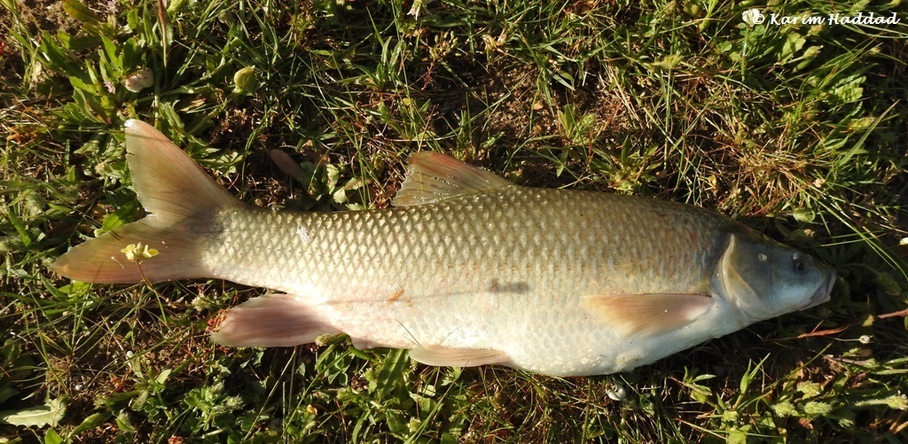 Numidian Barbel