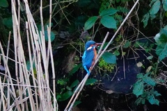 Alcedo atthis