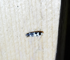 Neurothaumasia ankerella