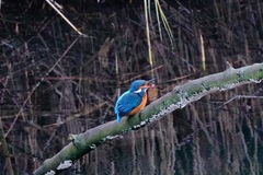 Alcedo atthis