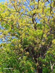 Persea americana