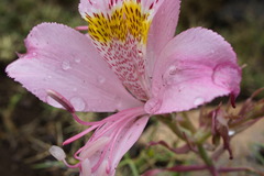 Alstroemeria pallida