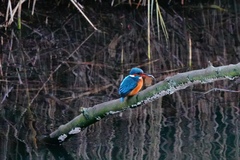 Alcedo atthis