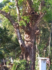 Persea americana