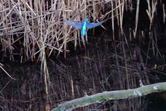 Alcedo atthis