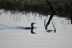 Phalacrocorax carbo sinensis