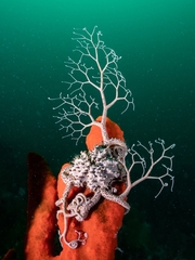 Conocladus australis