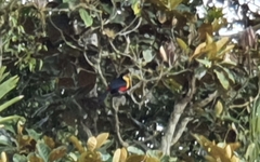 Ramphastos dicolorus