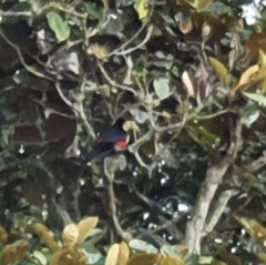 Ramphastos dicolorus