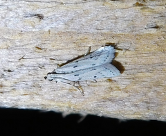Homoeosoma nebulella