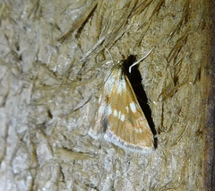 Epascestria pustulalis