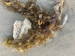 Sargassum fluitans