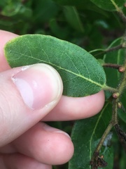 Arctostaphylos insularis