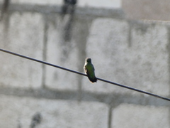 Mellisuga minima