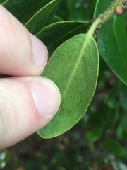 Arctostaphylos insularis