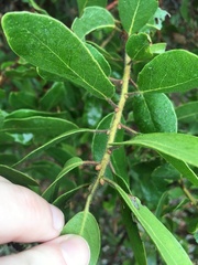 Arctostaphylos insularis