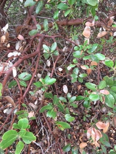 Image of Arctostaphylos insularis by (c) harrier, some rights reserved (CC BY)