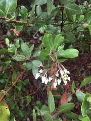Arctostaphylos insularis
