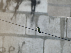 Mellisuga minima