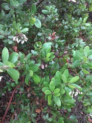 Arctostaphylos insularis