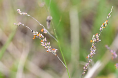 Panicum coloratum