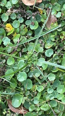 Hydrocotyle umbellata