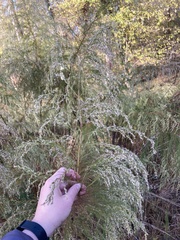 Eupatorium capillifolium