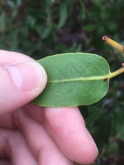 Arctostaphylos insularis