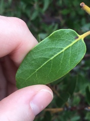 Arctostaphylos insularis