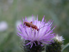 Rhagonycha fulva