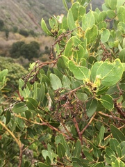Arctostaphylos insularis