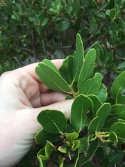 Arctostaphylos insularis