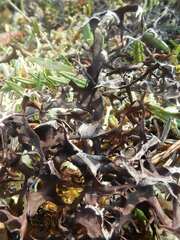 Masonhalea richardsonii